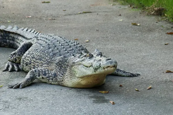 Krokodilfarm in Thailand — Stockfoto