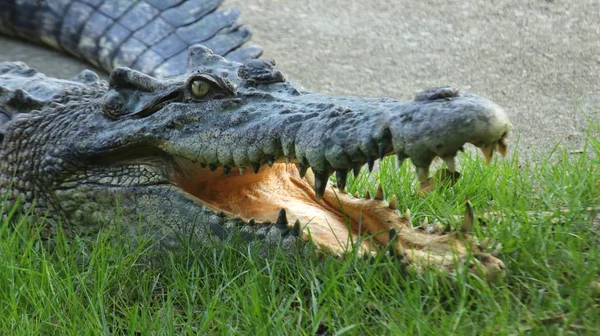 Krokodilfarm in Thailand — Stockfoto