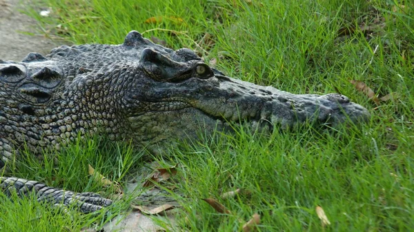 Fazenda de crocodilo na Tailândia — Fotografia de Stock