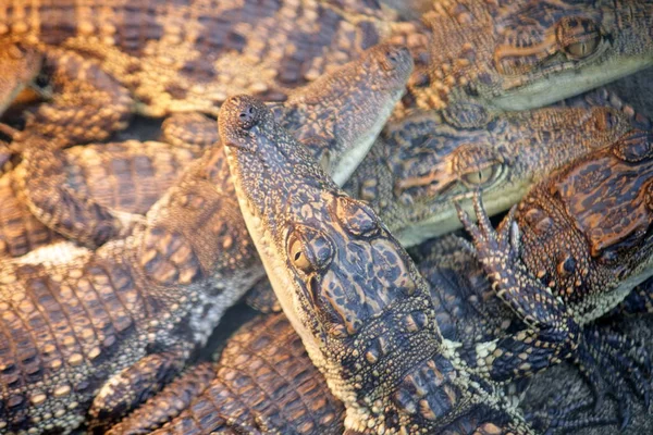 Granja de cocodrilos en Tailandia —  Fotos de Stock