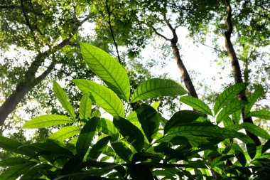 yeşil yapraklar arkaplan