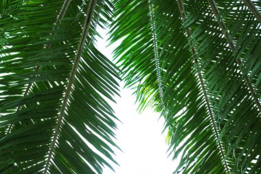 Palmiye ağacı dalı ışığa karşı