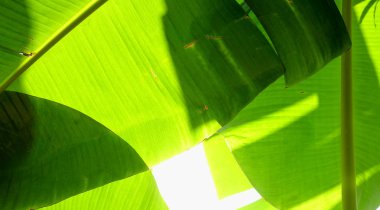 muz yaprağı arkadan aydınlatmalı sun - arka plan