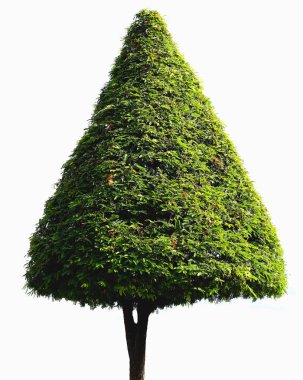 Beyaz arkaplandaki ağaç.