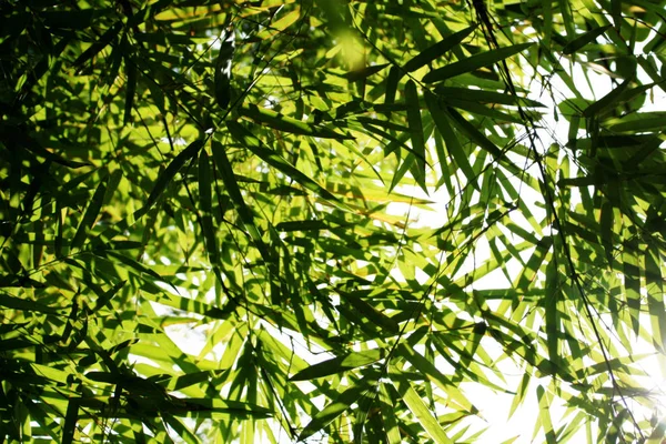 Свет с тенью на листьях бамбука — стоковое фото