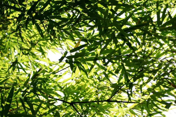 Light with shadow on Bamboo leaves — Stock Photo, Image