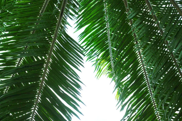 Palm trädgren mot ljuset — Stockfoto