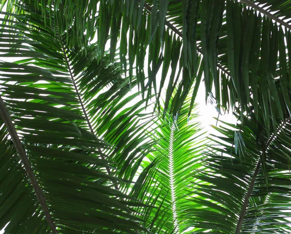 Palm větev stromu proti světlu — Stock fotografie