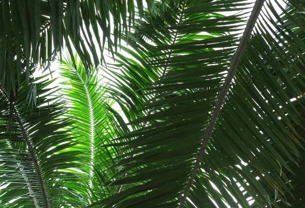 Palmiye ağacı dalı ışığa karşı — Stok fotoğraf