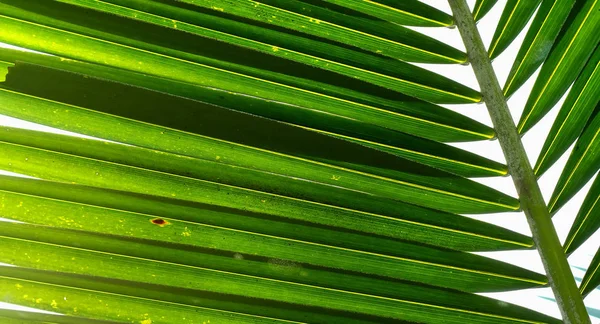 Palm trädgren mot ljuset — Stockfoto