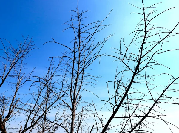 Zweig Silhouette auf bule Himmel Hintergrund — Stockfoto