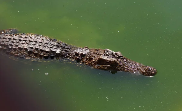 Crocodilos descansando na fazenda de crocodilos na Tailândia — Fotografia de Stock