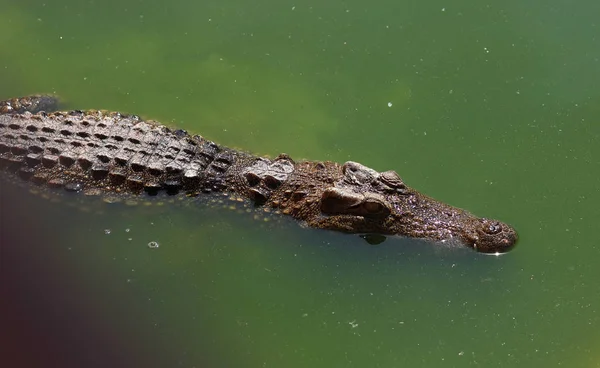 Krokodiler Vila på Crocodile Farm i Thailand — Stockfoto