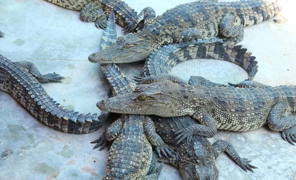 Crocodilii se odihnesc la ferma de crocodili din Thailanda — Fotografie, imagine de stoc