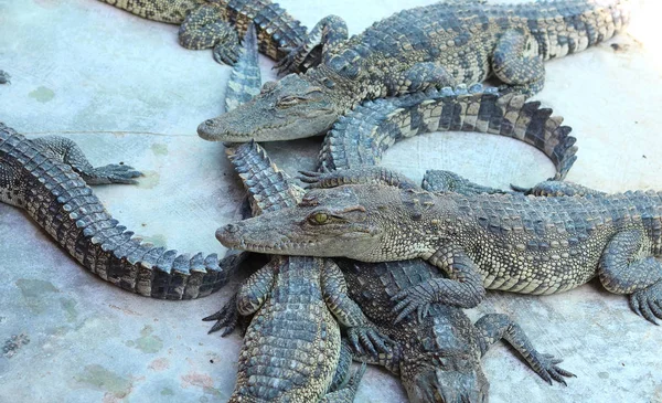 Crocodilos descansando na fazenda de crocodilos na Tailândia — Fotografia de Stock