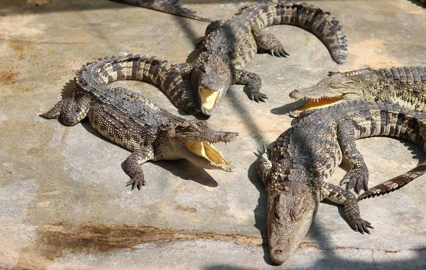 Krokodile ruhen auf Krokodilfarm in Thailand — Stockfoto