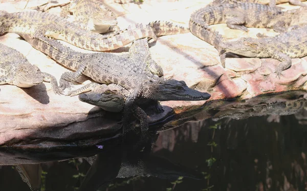 Crocodiles au repos à la ferme de crocodile en Thaïlande — Photo