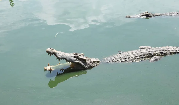 Krokodile ruhen auf Krokodilfarm in Thailand — Stockfoto