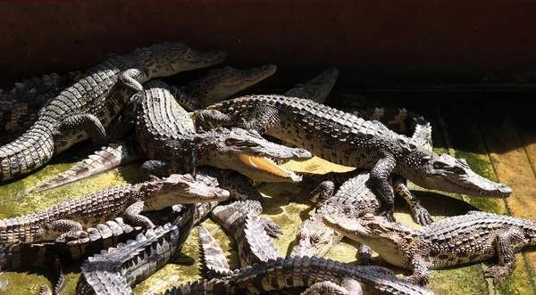 Crocodilos descansando na fazenda de crocodilos na Tailândia — Fotografia de Stock