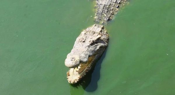 Krokodilok pihenés krokodilfarmon Thaiföldön — Stock Fotó