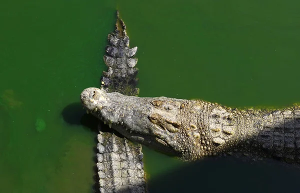 Crocodiles Resting at Crocodile Farm στην Ταϊλάνδη — Φωτογραφία Αρχείου