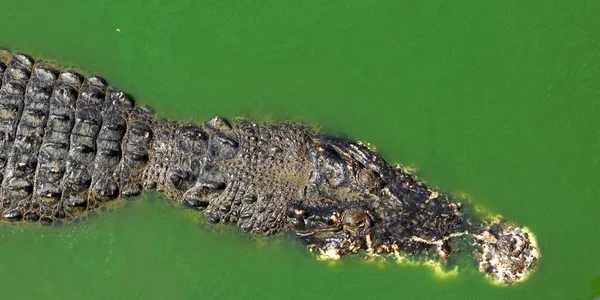 Crocodiles au repos à la ferme de crocodile en Thaïlande — Photo