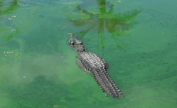 Crocodiles Resting at Crocodile Farm στην Ταϊλάνδη — Φωτογραφία Αρχείου