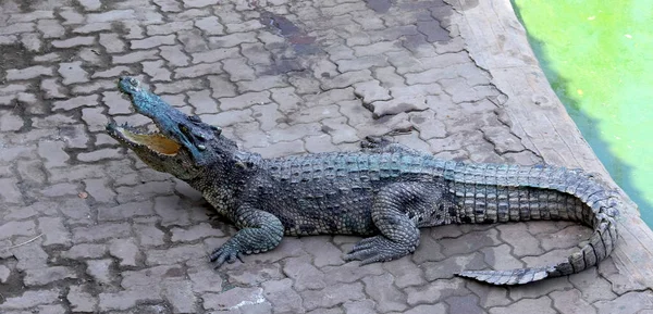 Krokodýli odpočívající na Krokodýlí farmě v Thajsku — Stock fotografie