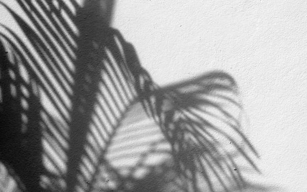 Schatten der Blätter an einer weißen Wand — Stockfoto