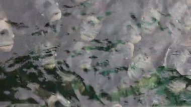 Dev gurami, birçok gölet