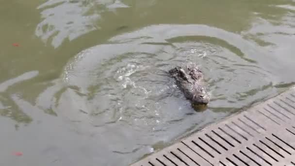 Krokodiler vilar på Crocodile Farm — Stockvideo