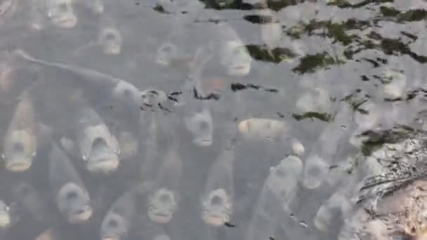 Gourami gigante, muchos en el estanque — Vídeo de stock