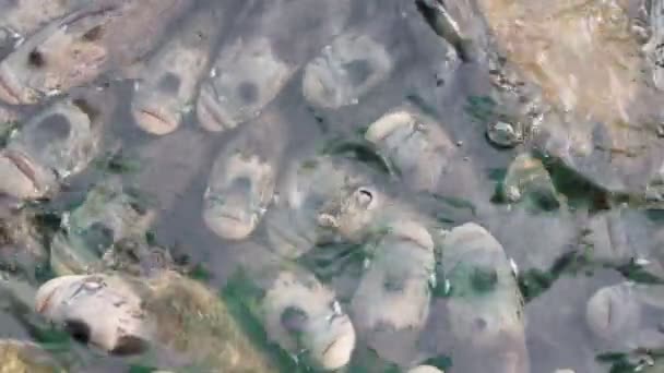 Riesen-Gourami, viele im Teich — Stockvideo