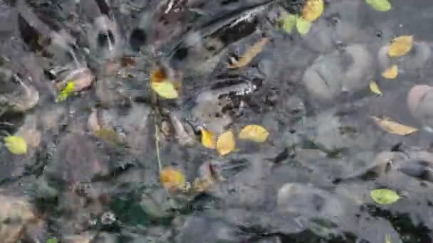 Gourami gigante, muchos en el estanque — Vídeo de stock