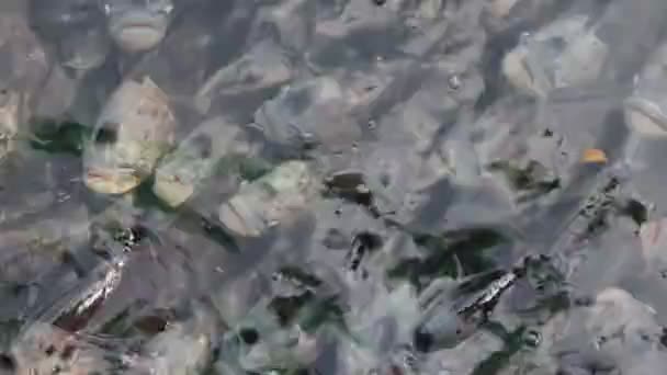 Raksasa gourami, banyak di kolam — Stok Video