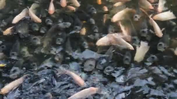 Jätte gourami, många i dammen — Stockvideo