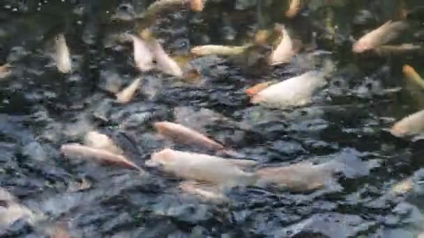 Гигантский гурами, многие в пруду — стоковое видео