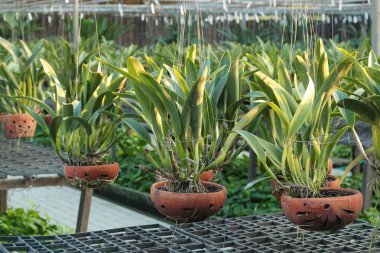 Orkide saksı bitki Kreş üzerinde