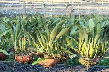 Orkide saksı bitki Kreş üzerinde