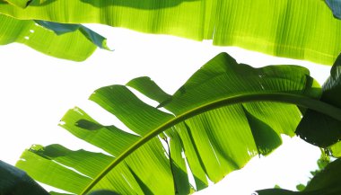 Beyaz arkaplanda muz yaprağı