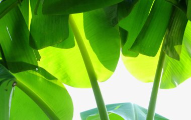 Beyaz arkaplanda muz yaprağı