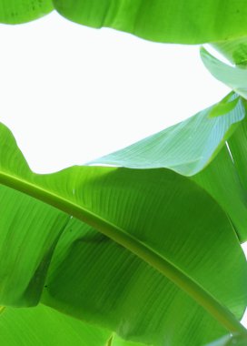 Beyaz arkaplanda muz yaprağı