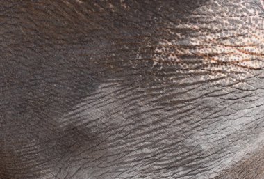 Fil derisi dokusu soyut arkaplan