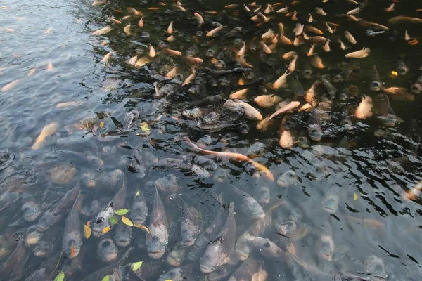 반영 연못에 거 대 한 gourami. — 스톡 사진