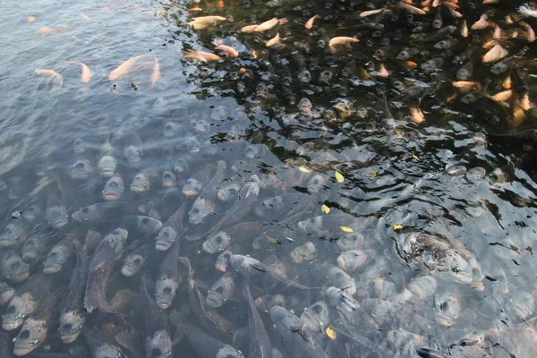 연못에서 거 대 한 gourami — 스톡 사진