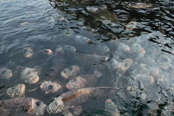 반영 연못에 거 대 한 gourami. — 스톡 사진