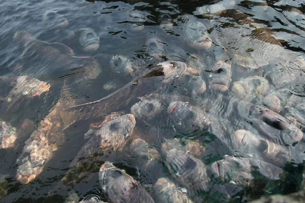 Гигантский гурами в пруду с отражением . — стоковое фото