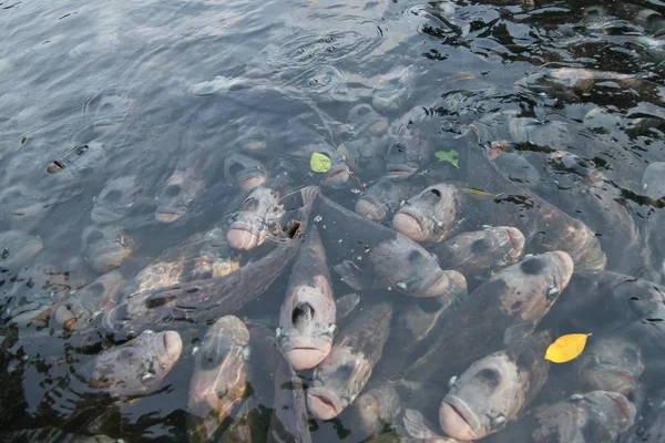 연못에서 거 대 한 gourami — 스톡 사진