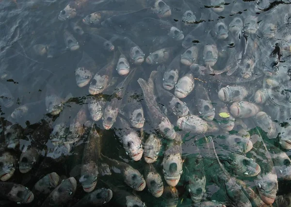 Riesen-Gourami im Teich — Stockfoto