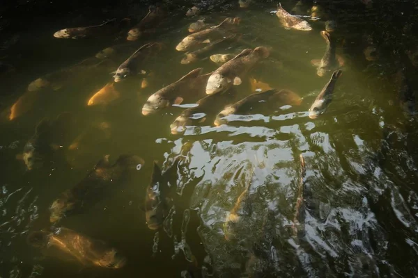 Gourami gigante en estanque con reflexión . —  Fotos de Stock